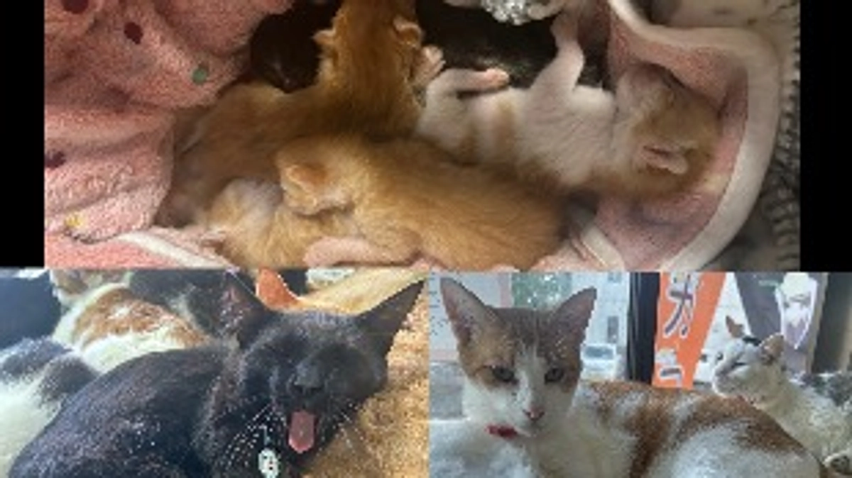 【乳飲み子ちゃんたち】