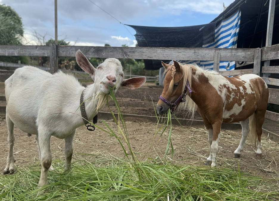 日々の作業 草刈り編