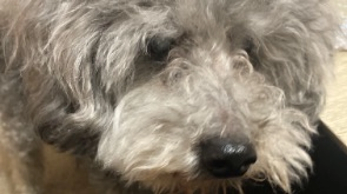 今日23:00挑戦最後です