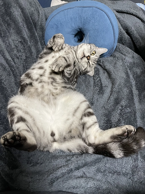 本日の銀時(投薬59日目)