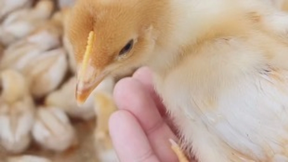 応援ありがとうございます！