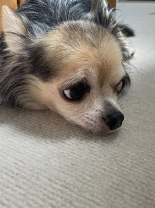 フォロワー様400人🙇‍♀️🐶🐶ありがとうございます🥲