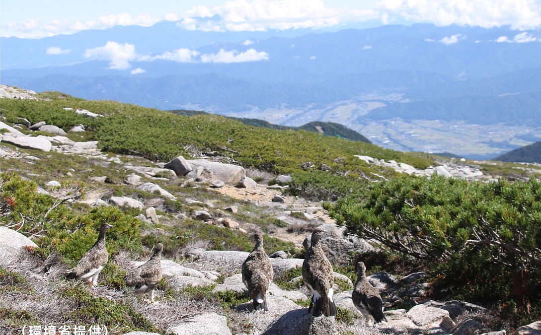 中央アルプスへのライチョウ放鳥の様子をご紹介します。