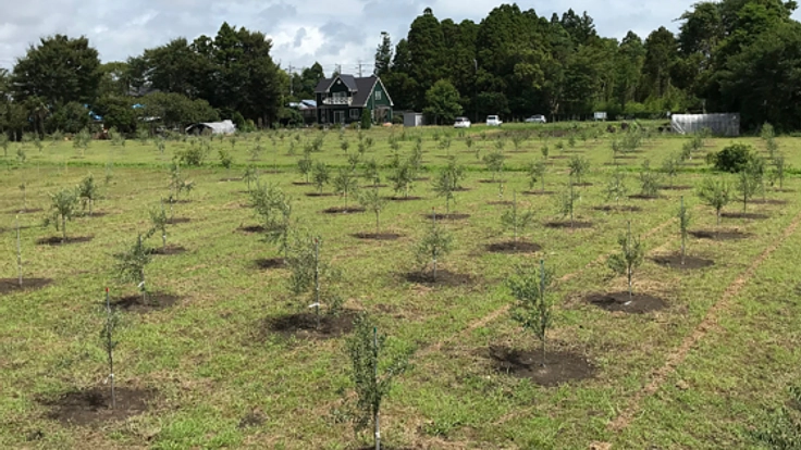 房総の耕作放棄地を再生し、新たなオリーブの産地にしたい！