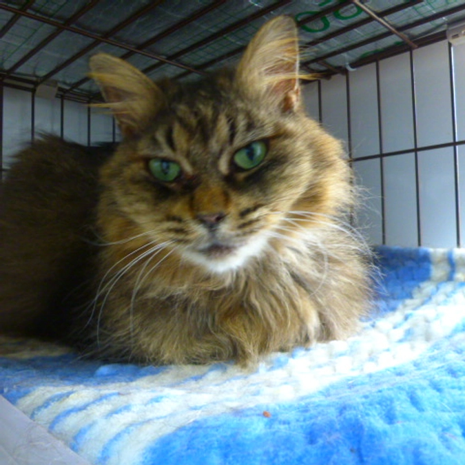 在籍猫紹介【JSモフちゃん】