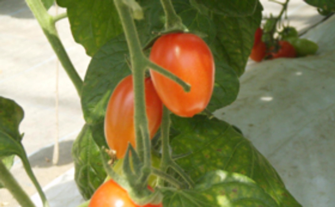 生産者さんたちの"想い"をお届けします！