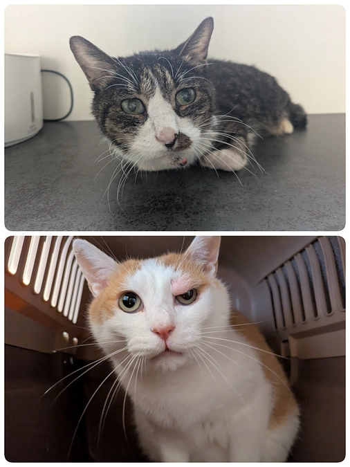 ［もなか君］［ちゃたん君］の医療について