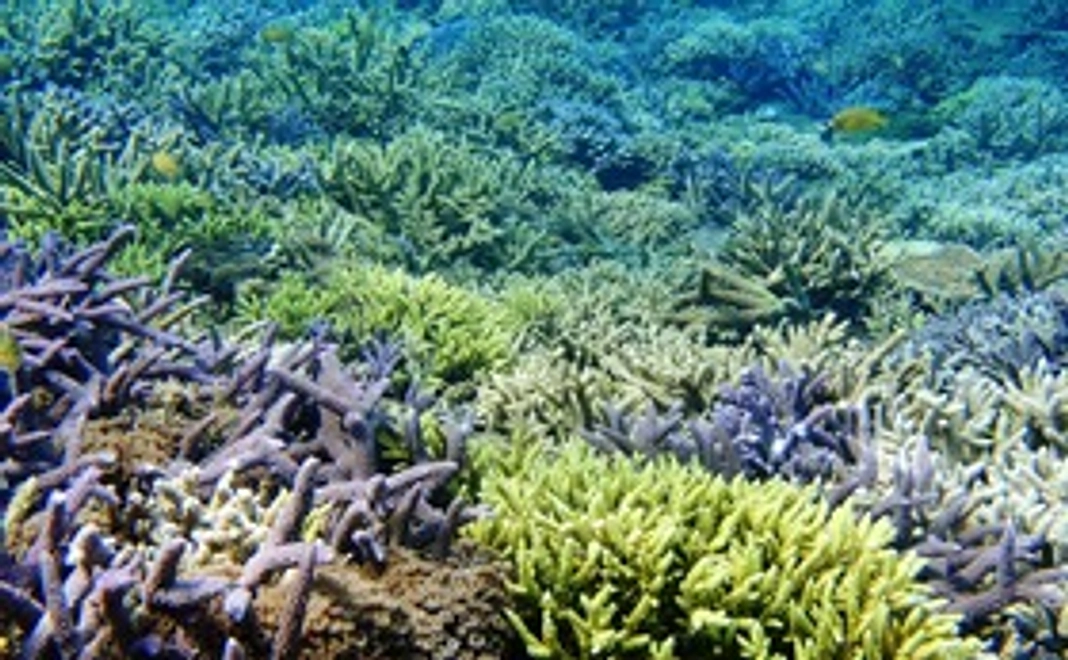 (Bコース）Fanta ☆Sea ゲーマー・コース