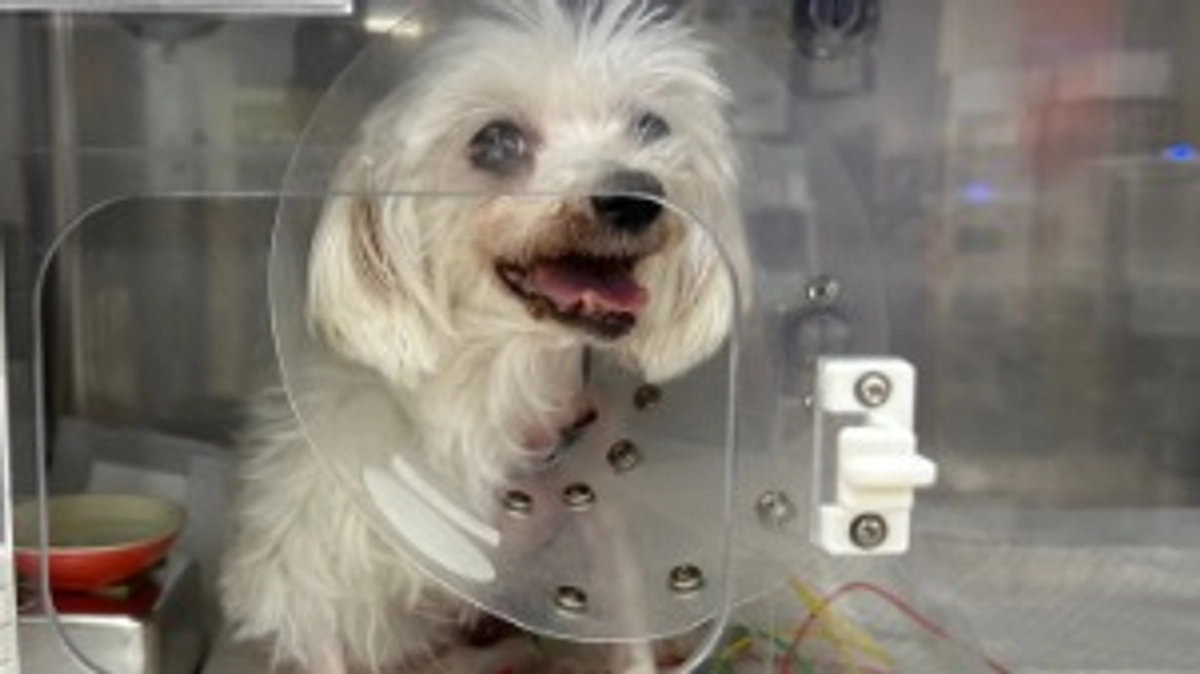 ももこの様子と数値。術後４日目。