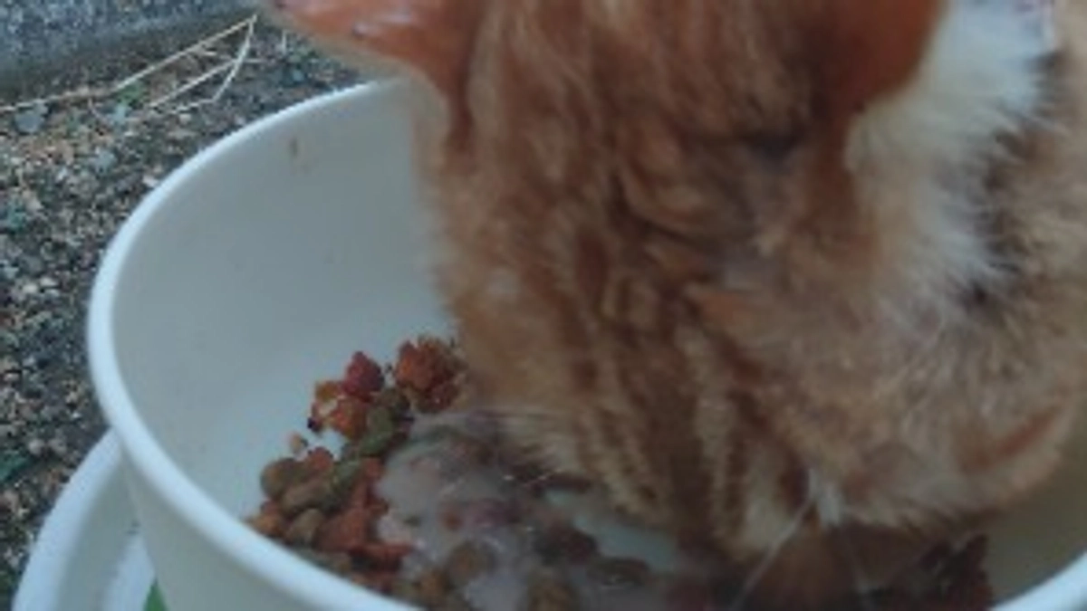 クラファン申請します。