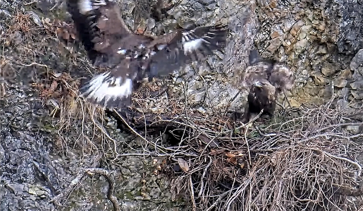 伊吹山のイヌワシ幼鳥「サーナ」2025年1月7日　ニーナの巣に現れた