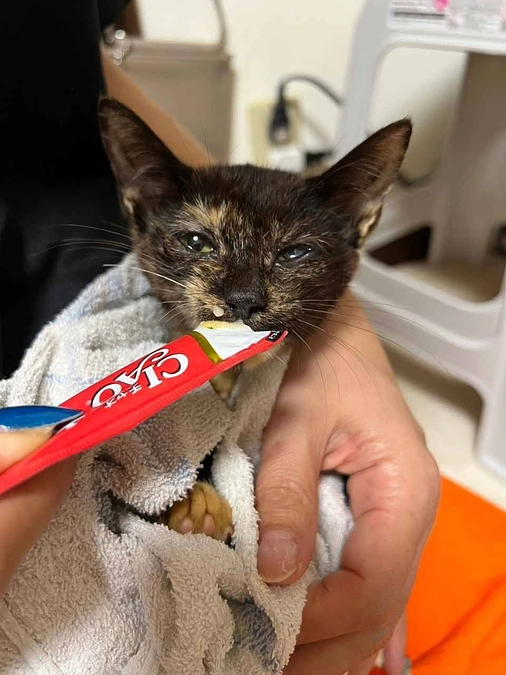 動物愛護週間で私のできる事を