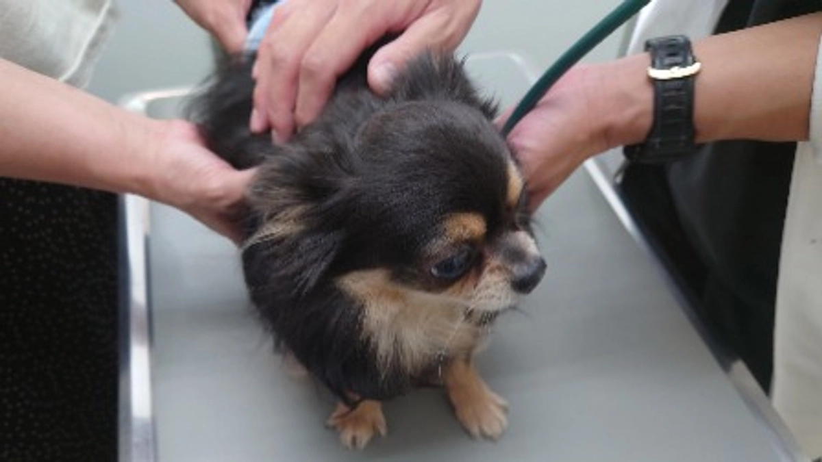 手術についてのご報告