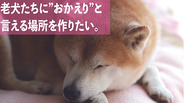 犬たちの最後の砦。犬と人の幸せを生む、新シェルタープロジェクト。 のトップ画像