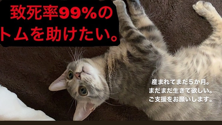 余命わずか、難病FIPを患ってしまったトムを助けてください。