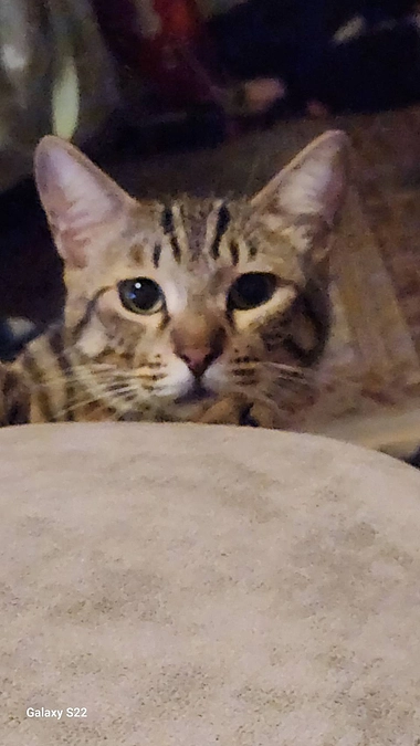 残り２日となりました。保護子猫も順調に育っています。