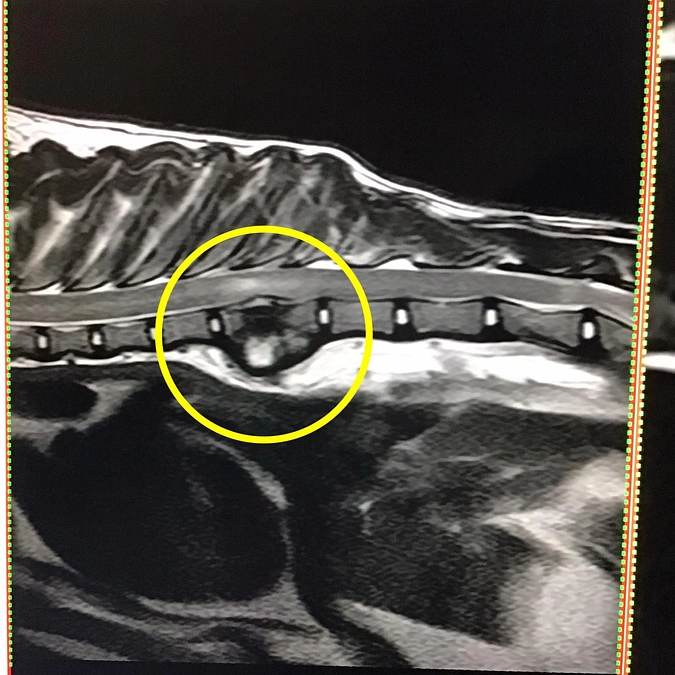 ネロちゃんMRI検査無事に終わりました！
