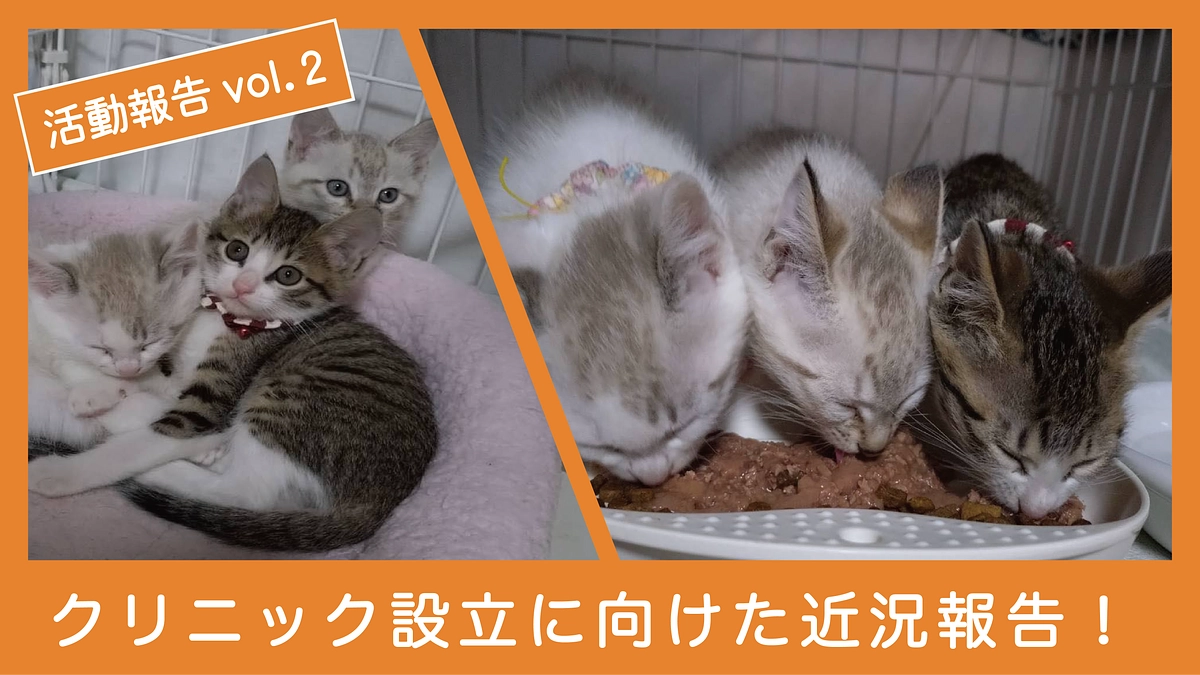 【避妊・去勢手術に関する報告 Vol.2】子猫たちについて
