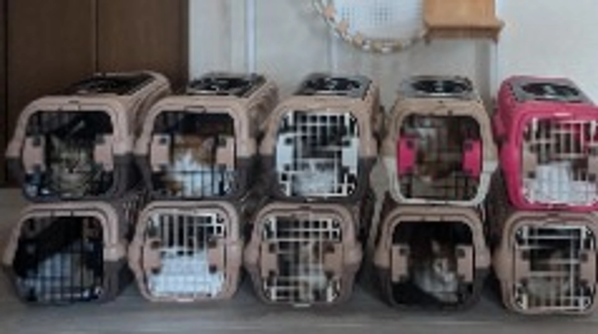 ７月６日（日）新シェルターへの猫たちの入居がはじまりました。