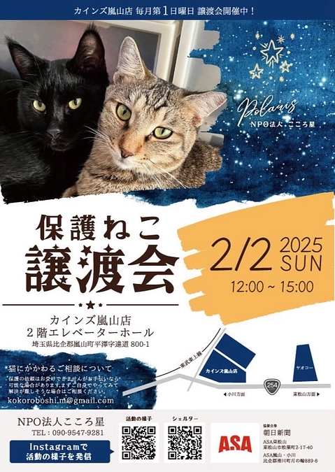 【STEP1まであと3万円！！】プロジェクトの傍らで助けを待つ猫たち。シェルターは限界です