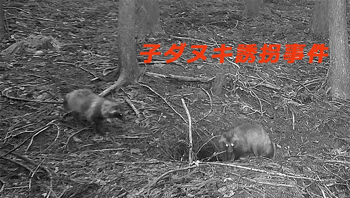 丘の上のアナグマハウス2025年6月15日　子ダヌキ誘拐事件