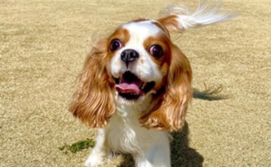 レディに全力応援を①