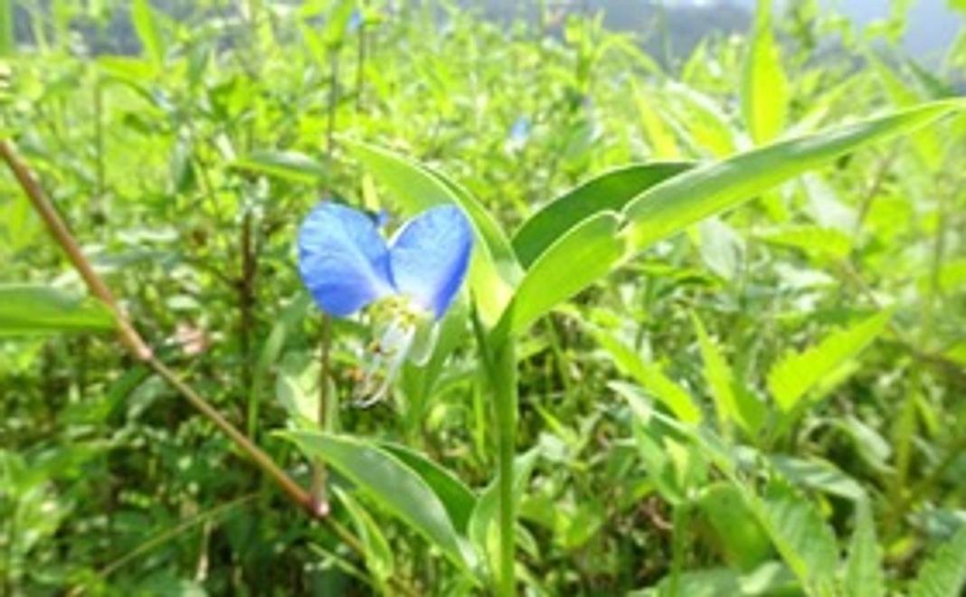 【お気持ちコース】