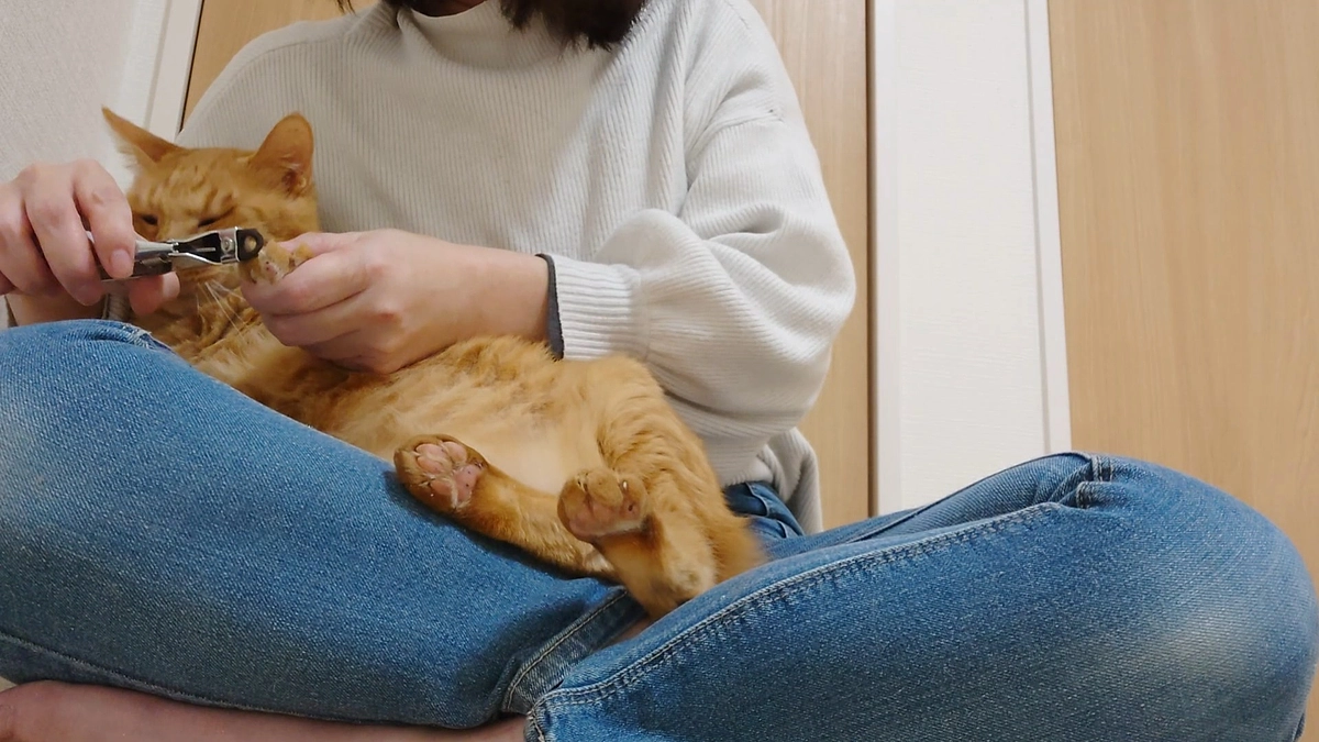 🐈ヨッちゃん爪切りを頑張る～何度も逃げ出そうとする編～🐈