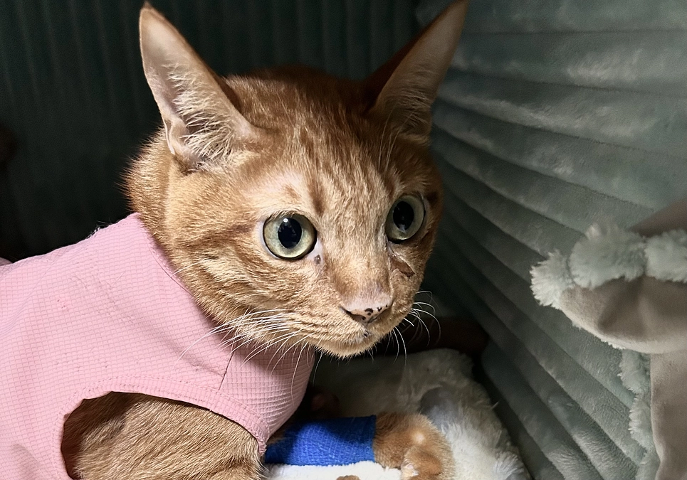 6/9  12回目の抗がん剤治療　2.90kg