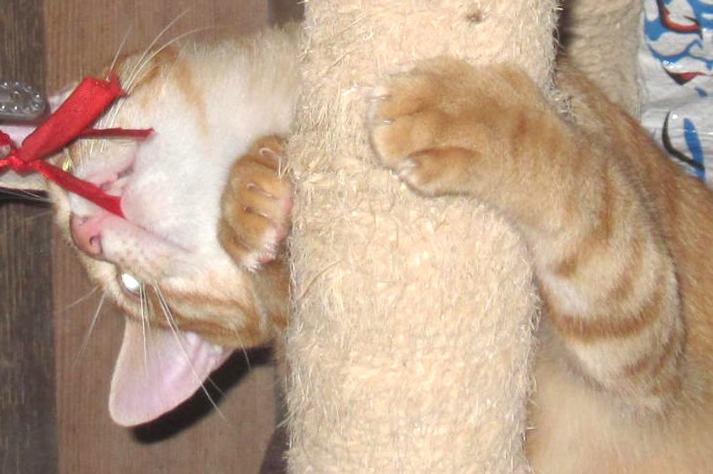 10月12日／クラウドファンデングが無事に終了いたしました