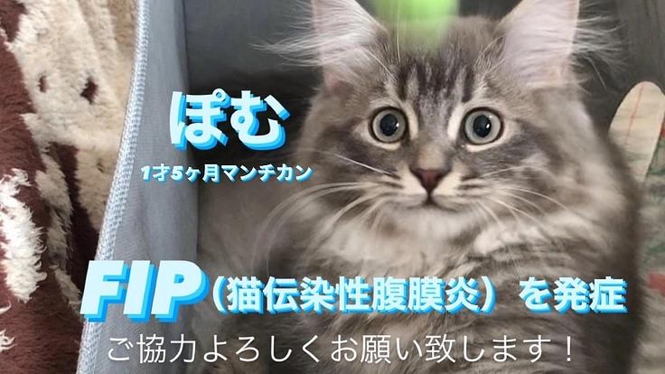 【FIP闘病中】ぽむの未来のためにご協力をお願い致します。