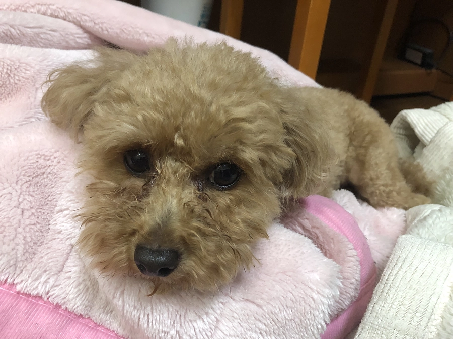 夏バテだったのでしょうか。