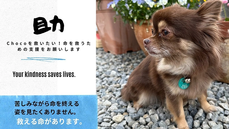 Chocoを救いたい!命を救うための支援をお願いします
