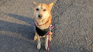 噛み犬ゆめが人と共存していくために必要な訓練を受けたい のトップ画像