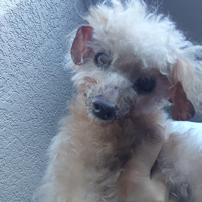 今日のレスキュー