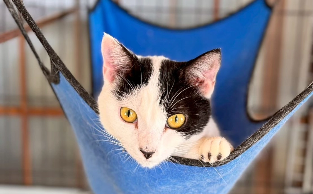 こころ星 応援１,０００円コース