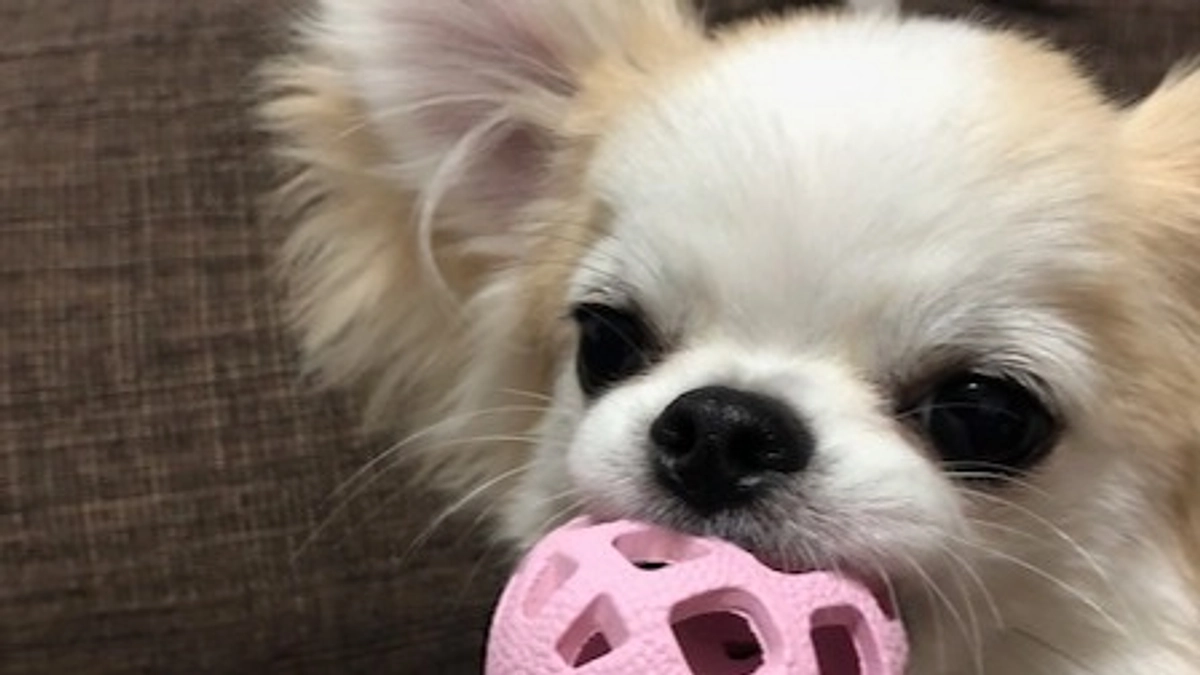 "術後の経過報告⑬”です。