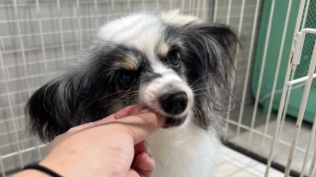 今日のチョコちゃん！！(8月10日)