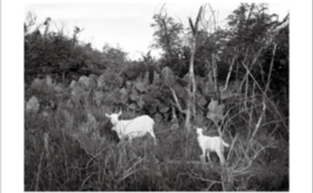 「しっかり応援」ポストカード５枚