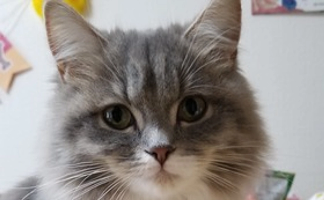 ルウちゃん応援コース1000