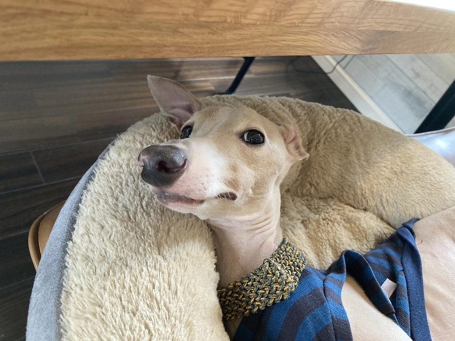 残り50時間！達成額まで１３９，０００円です。もう少しお力をお貸しください。