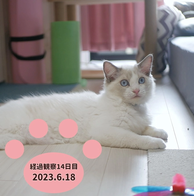 経過観察14日目(2023.6.18)