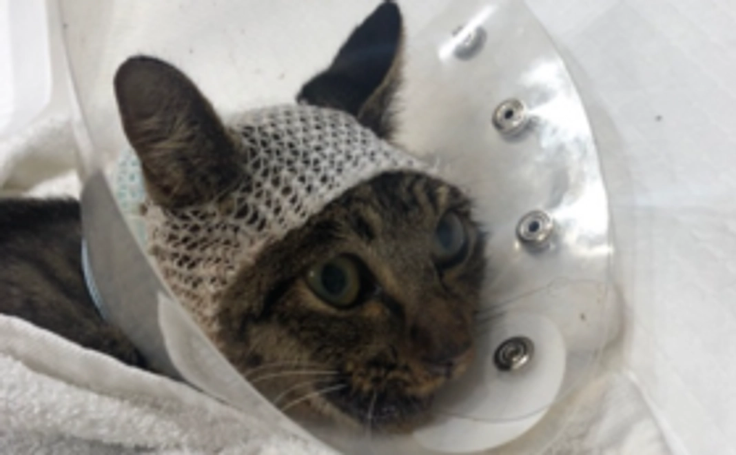 『がんばれ!』応援コース(1,000円)