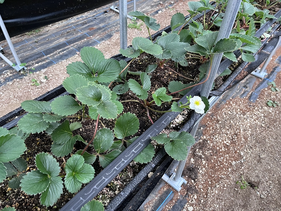 【活動報告 ⑲】苗を全て植え終わりました‼︎