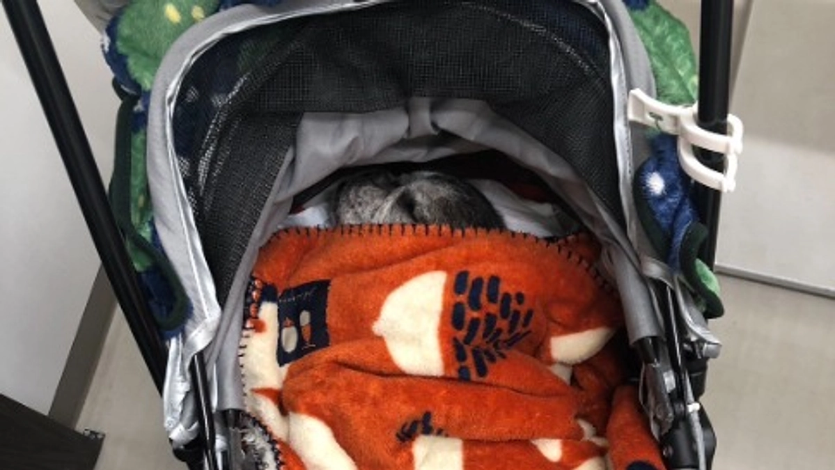 ポポについて、悲しいご報告