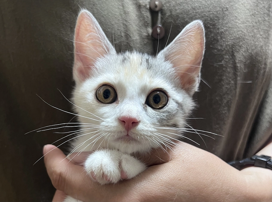 三毛縞さん新潟に行く🐱