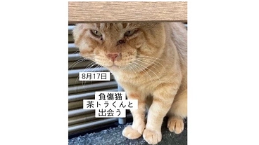 負傷猫　ベンケイくんの命を繋ぐ活動にご支援をお願いいたします のトップ画像