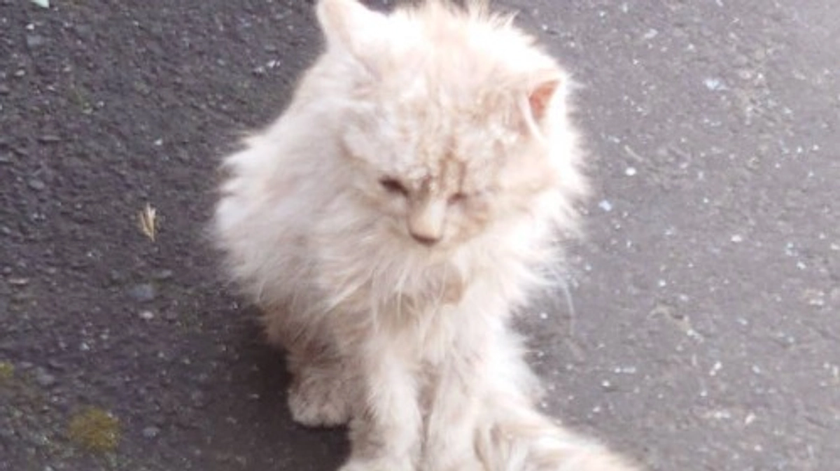 【4月10日までに達成率50%へ！】迷子の猫さんの声なき声。