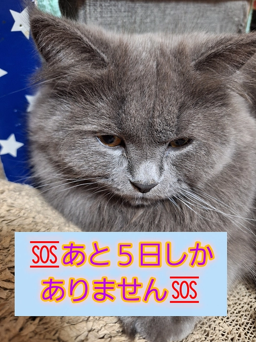 🆘️あと５日となりました😭🆘️