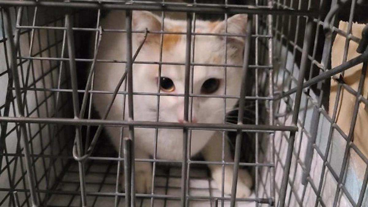 【ご支援150万円まであと33,000円！】3頭のTNRを行いました🐈